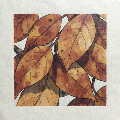 Close-up of persimmon leaves in autumn rust, overlapping shapes