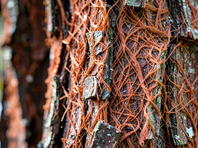 Cedar fibrous red bark