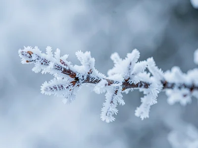Complete frost coating on small branch