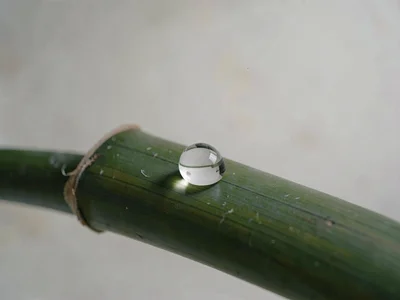 One large droplet of water resting on smooth bamboo, lens-shape holding the curv