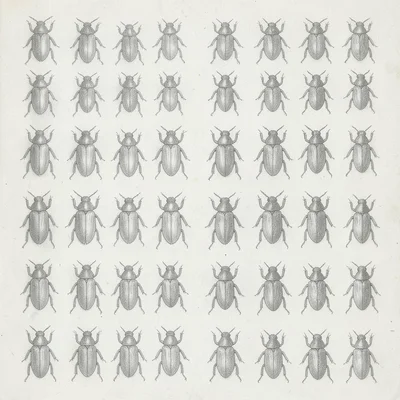 hand-drawn collection of beetle silhouettes in a grid, no text