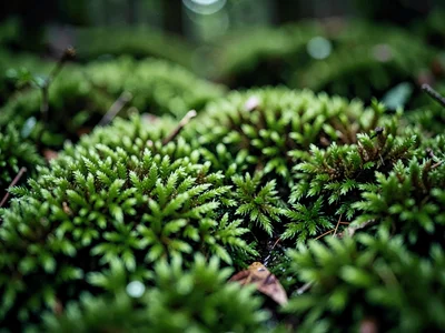 Moss texture at macro showing individual plants