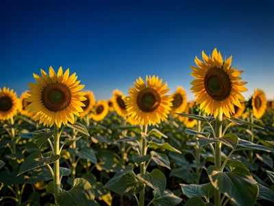Field of sunflowers stretching to the horizon under a deep blue sky