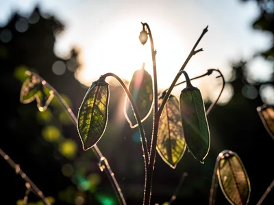 Seed pods with light through