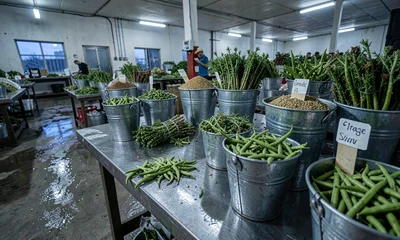 Harvest Grading Tables