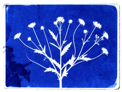 Cyanotype of scattered wildflower stems, white silhouettes on deep Prussian blue