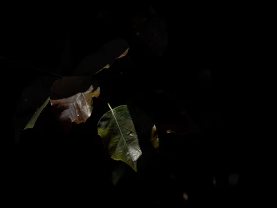 Leaves catching only highlight