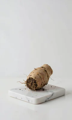 Soil & Root Portraits