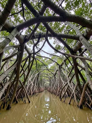 Looking Up Through Root Arches