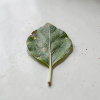Single leaf on surface