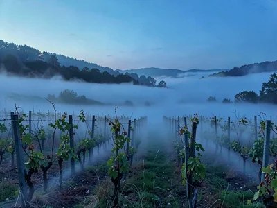 Mist streamers flowing through vineyard row gaps