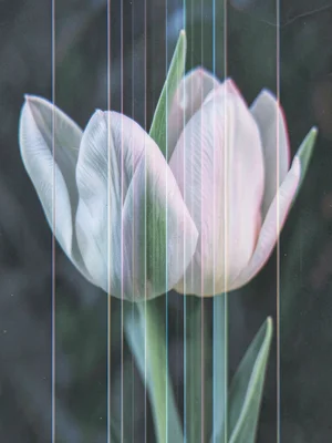 Open and closed flower, tulip in lenticular transition between tight bud and ful