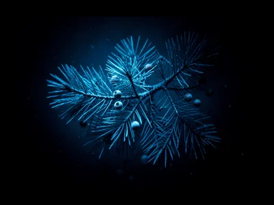 Lumen print of pine branches and berries on photo paper, ethereal winter
