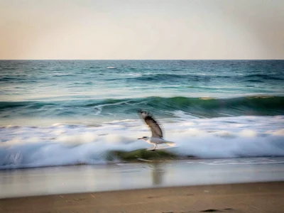 Bird frozen against blurred wave field
