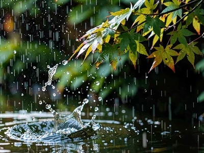 Drop about to fall from maple leaf