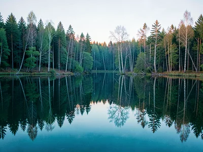 Finnish lake mirror, dead-calm reflection, a birch grove reflected in perfectly 
