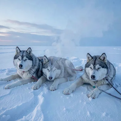Arctic conditions photograph, extreme cold environment, A husky team resting on 