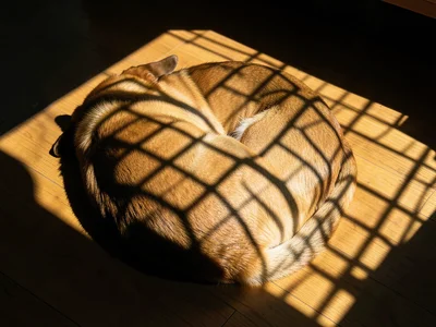 Window shadow pattern cast across a sleeping dog on a hardwood floor, the dog cu