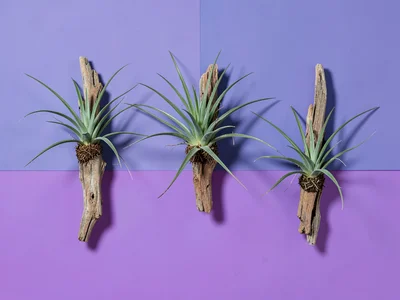 Wide retargeting layout of three driftwood mounts with tillandsia across a periw