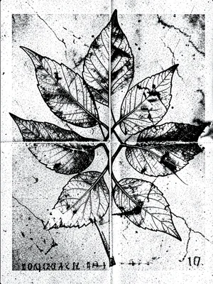 Botanical illustration photocopied 20 times, delicate leaf veins eaten by contra
