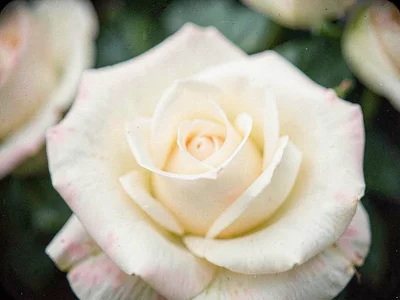 Rose bloom soft rendering petal edges