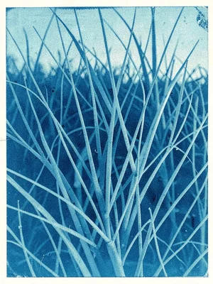 Grass blade cyanotype