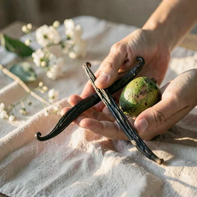 Hand cradling a vanilla bean and a tahitian pod on linen, warm sidelight