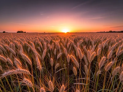 Wheat field at sunset