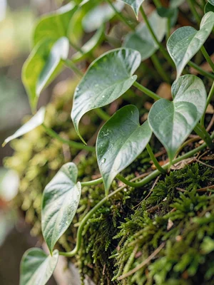 Lush study of a philodendron gloriosum creeping along a mossy substrate, painter