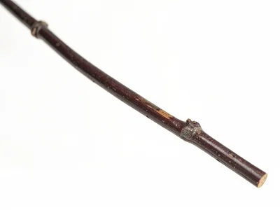 Single branch in frame edge