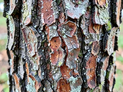 Scots pine plate bark pattern