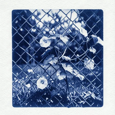 A chain-link fence with morning glory vines growing through its diamond pattern