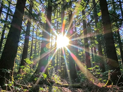 Forest with sun bursting