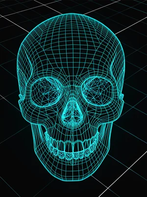 A human skull shown as a pure edge-mesh wireframe — every cranial suture and orb