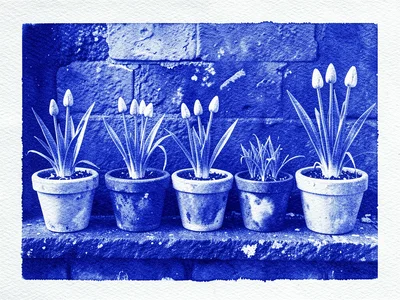 A row of terra cotta pots on a garden wall ledge, each containing spring bulbs a