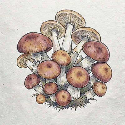 Cluster of mushrooms, varied caps viewed from above