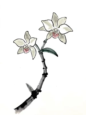 Orchid spray with three blooms, ink gradation from dark root to pale petal