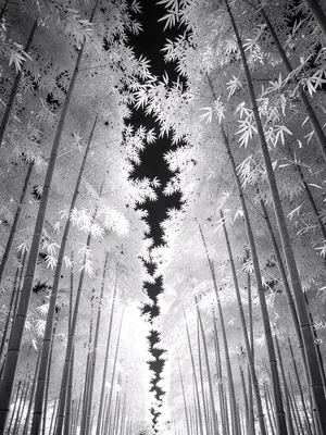 A bamboo grove — canes silver, leaves radiant white, filtered light between stal