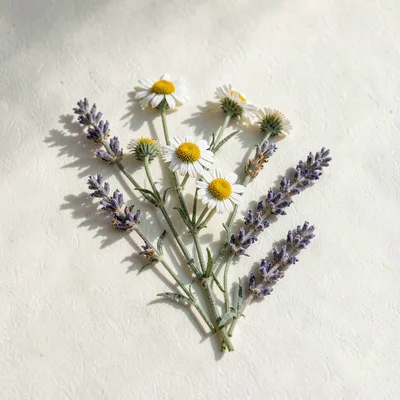 Botanical ig-tile of dried chamomile and lavender on cream paper, gentle directi