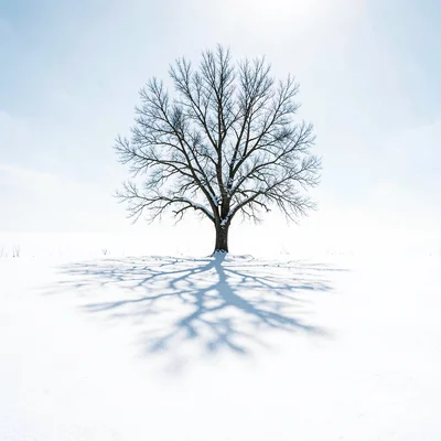 Single tree in snow field, its shadow the only mark on white, winter solitude