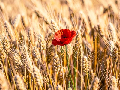Single red poppy in sea of golden wheat