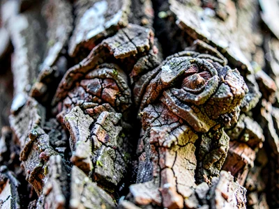 Locust deeply furrowed
