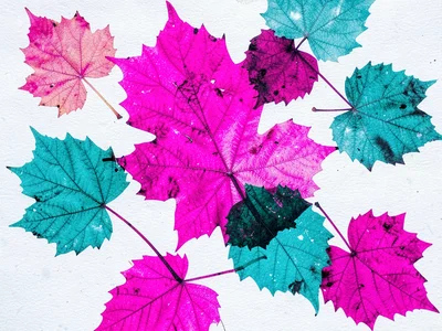 An overhead arrangement of pressed autumn leaves in fluorescent pink and teal