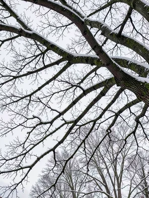 Tree branches winter