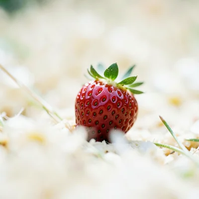 Single strawberry in focus against creamy field