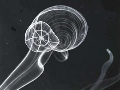 Breath in cold air showing internal structure of plume