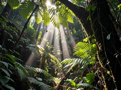 Fern fronds catching shaft of penetrating light