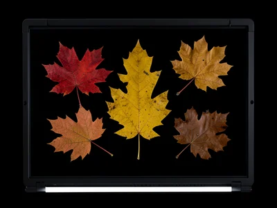 Autumn leaves of different species arranged on scanner, backlit revealing venati