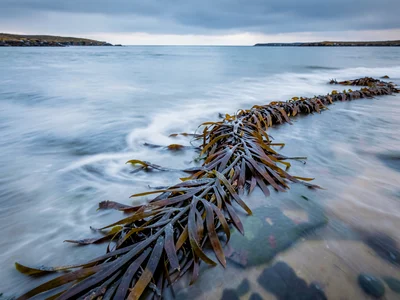 Seaweed wrack line as sharp against soft water