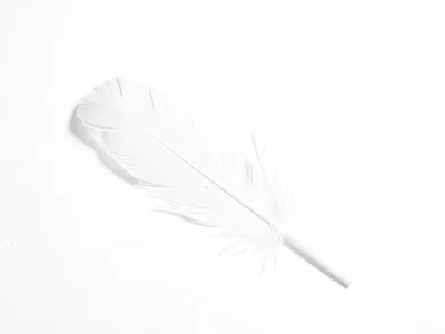 White feather minimal placement